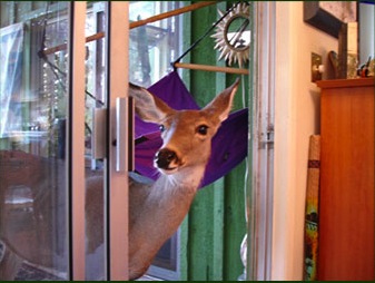 Deer peeking in