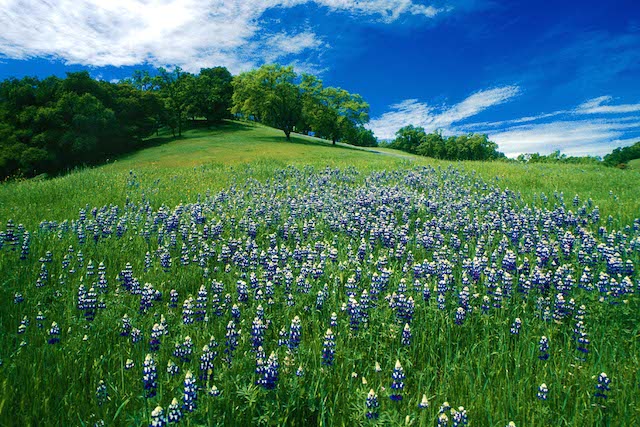 Meadow with flowers